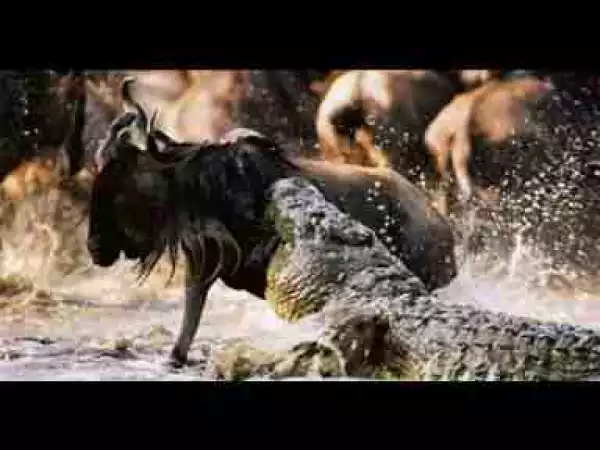 Video: Crocodile vs Wildebeest Attack Hunting Moments
